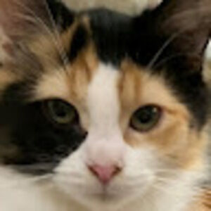 Meet your Posher, Remy